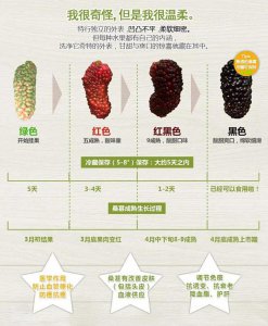 桑葚果期有多久 桑葚果成熟需要多久？