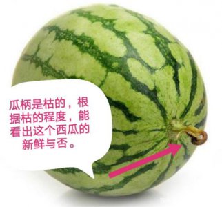 西瓜喜水还是喜旱 西瓜是喜欢水还是喜欢干旱？