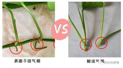 绿萝扦插繁殖方法和注意事项 绿萝繁殖的方法和注意事项
