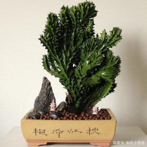 麒麟春天怎么浇水 如何给麒麟春天浇水