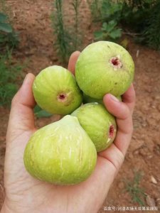 青皮无花果几年结果实 青皮无花果几年结果实情况