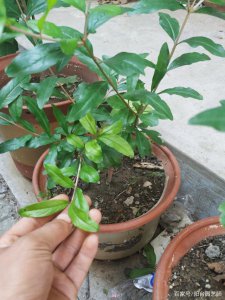 石榴插枝几年结果实 石榴嫁接多久能结出果实