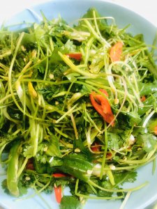 老（H）菜是什么菜 什么是老（H）菜？
老（H）菜是哪种植物？