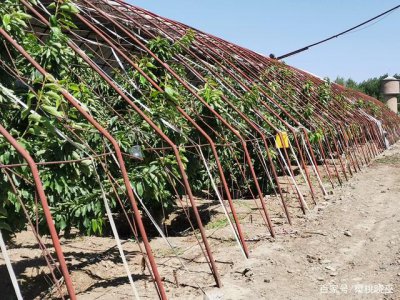 樱桃树适合什么土壤种植 樱桃树适合种植在哪种土壤条件下？