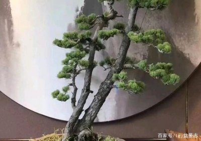 雪松冬天怎么浇水 雪松冬季的浇水方式