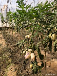 人参果种植条件和区域 人参果的生长环境和种植地区