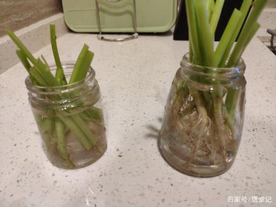 空心菜多久浇一次水 空心菜需定期浇水