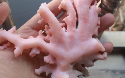 珊瑚的生长周期是多长时间 珊瑚的生长周期需要多长时间？