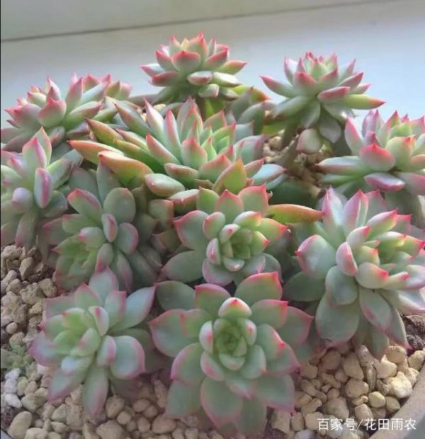 女雏多久浇一次水