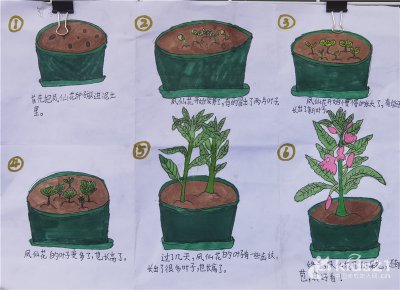 梨树的生长周期是多长时间 梨树需要多久才能生长成熟？