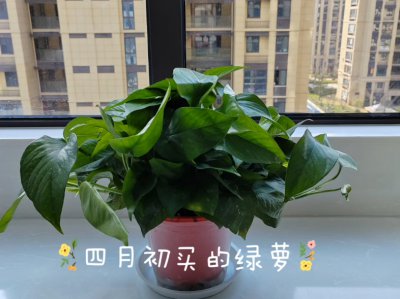 绿萝的生长周期是多长时间 绿萝需要多长时间生长周期？