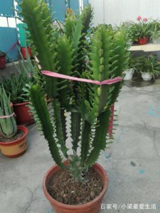龙骨花多久浇一次水 龙骨花需定期浇水