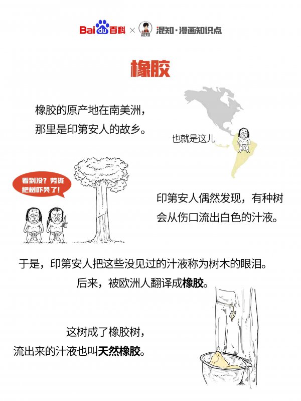 橡胶树的生长周期是多长时间