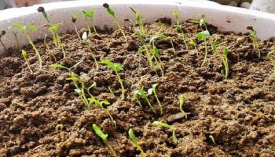 香菜是怎么留种子 用香菜如何种子

香菜如何收集种子