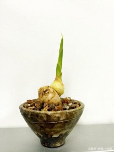 生姜多久浇一次水 生姜需定期浇水