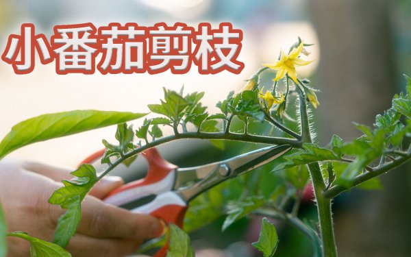 圣女果什么时候剪枝合适