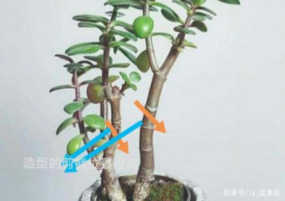 玉树什么时候剪枝合适 玉树何时修剪最合适？