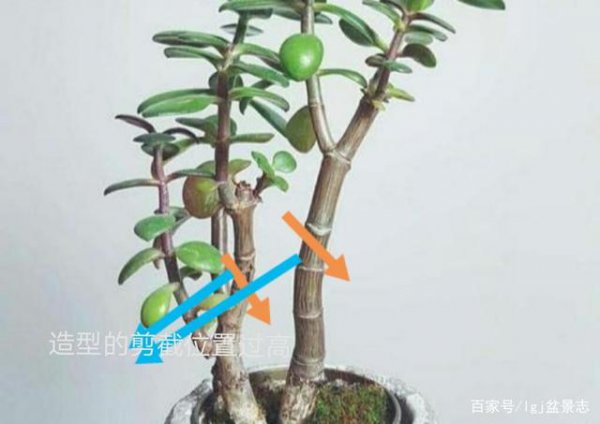 玉树什么时候剪枝合适
