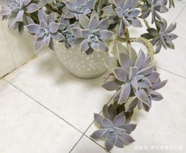 冬美人多久浇一次水 冬季美人每隔多久需要浇水？