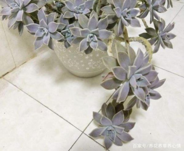 冬美人多久浇一次水