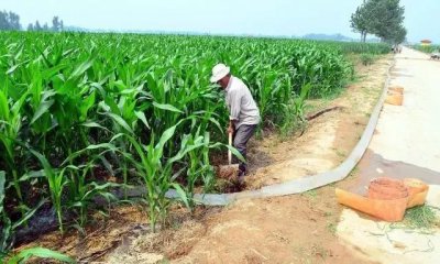 玉米几天浇一次水最好 玉米最佳浇水频率是多久？