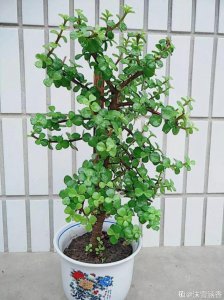 金枝玉叶夏天多久浇一次水 夏季金枝玉叶需定期浇水