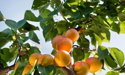 杏子南方可以种吗 杏树在南方适合种植吗？