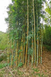 毛竹北方可以种吗 毛竹能在北方种植吗？