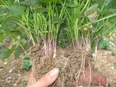 紫薯北方可以种吗 紫薯在北方地区适合种植吗？