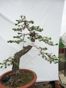 黑松可以种在家门口吗 黑松适合在家门口种植吗？
