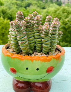 钱串适合深盆还是浅盆 钱串更适合种植在深盆还是浅盆？