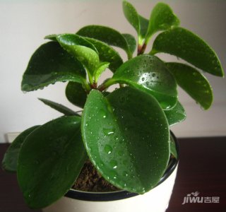 豆瓣绿适合深盆还是浅盆 豆瓣绿更适合种植在深盆还是浅盆？