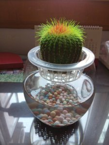仙人球适合深盆还是浅盆 仙人球更适合种植在深盆还是浅盆？