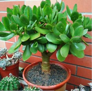 玉树适合深盆还是浅盆 玉树更适合种植在深盆还是浅盆？