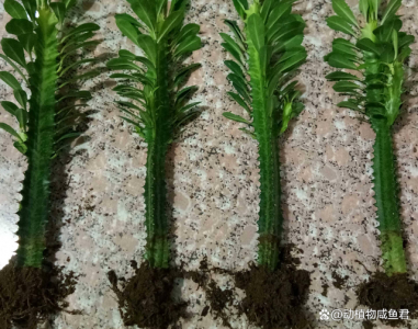 龙骨花土配制方法 龙骨花土混合制作步骤
