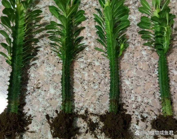 龙骨花土配制方法