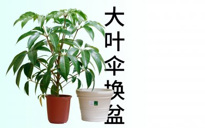 大叶伞施什么肥最好 大叶伞最适合施用哪种肥料？