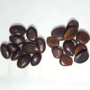 皂角种子可以种吗 皂角种子可否播种？
