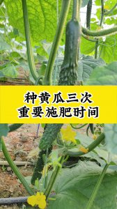 青瓜施什么肥最好 青瓜最适合施哪种肥料？