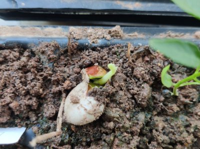 菠萝种子怎么来的 菠萝是怎么繁殖的？
