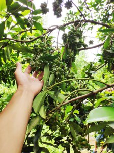 八角树可以种在院子里吗 院子适合种植八角树吗？