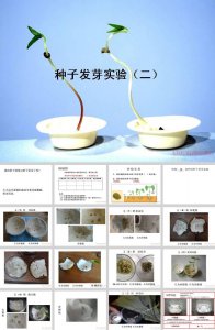 香椿树种子怎么来的 香椿树如何繁殖种子？