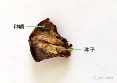 松树种子怎么来的 松树是如何繁殖的？