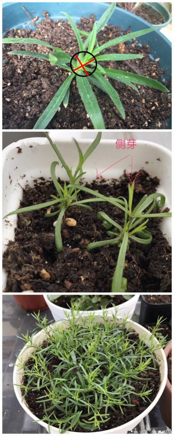 满天星种子怎么来的