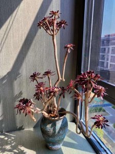 法师老桩多久服盆 法师老桩多久泡盆、法师老桩泡盆时间长久