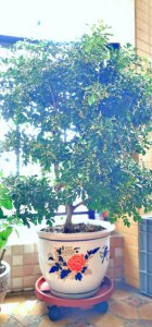 米兰可以种在院子里吗 院子里适合种植米兰吗？