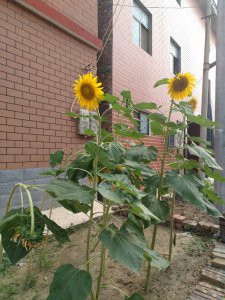 向日葵可以种在院子里吗 向日葵适合种植在庭院吗？