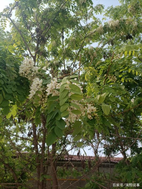 槐花树可以种在院子里吗