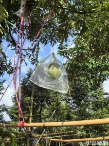榴莲核可以种吗 榴莲核可否用来种植？