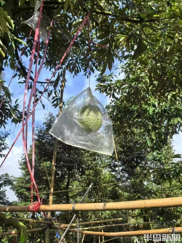 榴莲核可以种吗